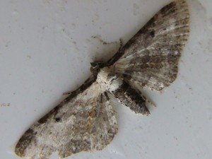 Eupithecia succenturiata.JPG