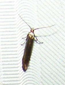 Scythris ericivorella (2).JPG