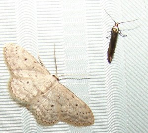 Scythris ericivorella.JPG