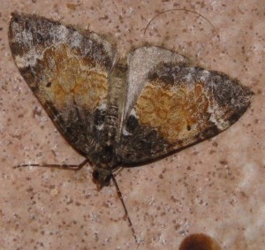 3748 Geometridae larentiinae Chloroclysta truncata La Cidarie roussâtre 2009.08.18 (12p).JPG