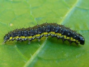 1.5 cm.JPG