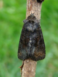 Oligia latruncula.JPG