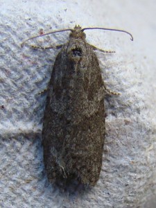 Cnephasia incertana.JPG