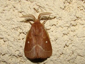 Lasiocampa trifolii (Le bombyx du trèfle).JPG