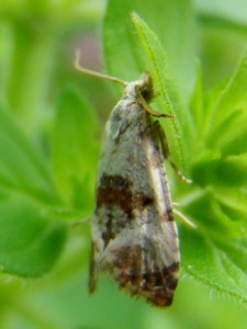 Cochylis hybridella.JPG