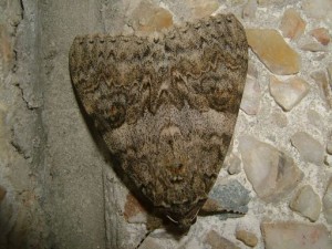 Noctuidae 08.2006 Normandie.JPG