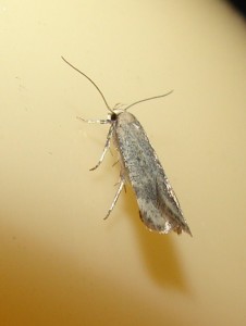 Pexicopia malvella (6).JPG