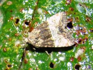 Mesoligia furuncula ou Oligia.JPG