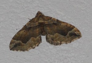 3729 Geometridae Larentiinae Pelurga comitata Cidarie accompagnée, Phalène de la Patte-d'Oie 2009.08.23 (2p).JPG