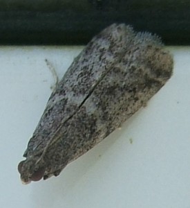 Pyralidae phycitinae 2007.07.16 (1p).JPG