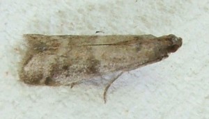 Pyralidae, phycitinae,  voir Ephestia... 2008.07.01 (2).JPG