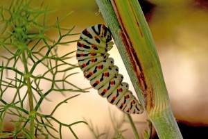 PréNymphose che machaon-0851ppc.jpg