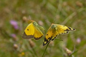 [Colias crocea]Souci.jpg