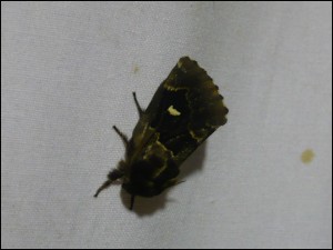 Las - Cosmotriche lobulina.jpg