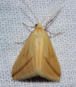 Rhodometra sacraria-0894ppc.jpg