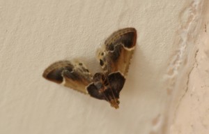 Pyralis farinalis-2068.jpg