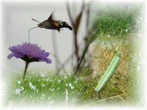 Copie de Macroglossum stellatarum (moro-sphinx).JPG