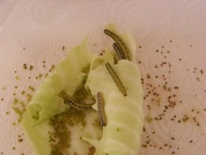 pieris brassicae (2)bis.jpg