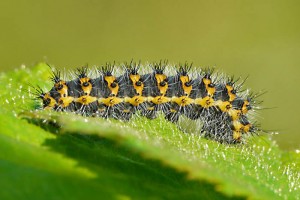 Petit Paon de nuit (Saturnia pavonia)00.jpg