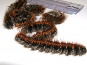 7 2009.08.29 (13%).JPG