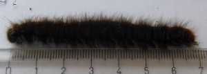 7 cm... 2009.09.02 (9p%).JPG
