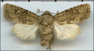 Noc - Luperina testacea.jpg