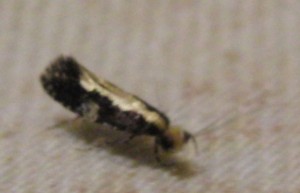 384 Tineidae Monopis obviella 2009.06.24 (1p).JPG