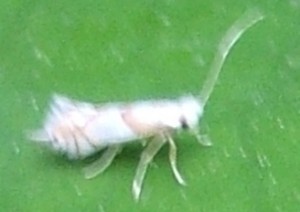 Gracillariidae Phyllonorycter roboris 2008.05.22 (3).JPG