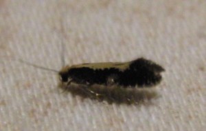 384 Tineidae Monopis obviella 2009.06.24 (2p%).JPG