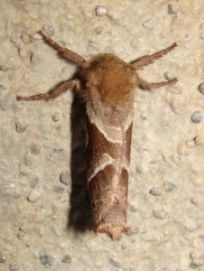 Sylvine femelle (3).JPG