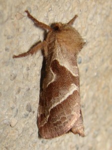 Sylvine femelle (2).JPG