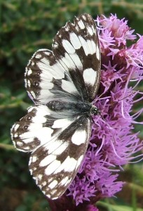 3446 Nymphalidae, Satyrinae, melanargia galathea, Demi-deuil 06.07.07 (1p).jpg