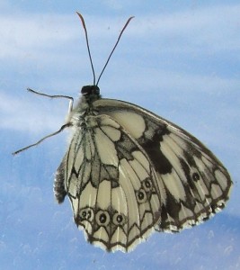 3446 Nymphalidae, Satyrinae, melanargia galathea, Demi-deuil  m 06.06.23 (2p).jpg (250.4 Kio) Consulté 1341 fois 3446 Nymphalidae, Satyrinae, melanargia galathea, Demi-deuil  m 06.06.23 (2p).jpg