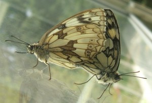 3446 Nymphalidae, Satyrinae, melanargia galathea, Demi-deuil  accouplement 07.07.02 (20p).JPG