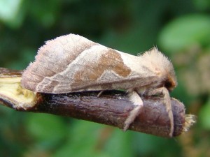 Hepialus sylvina.JPG