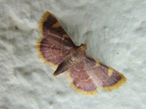 Idaea muricata.JPG