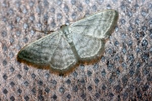 Scopula nigropunctata-0513ppc.jpg