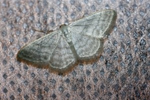 Scopula nigrapunctata-0513.jpg