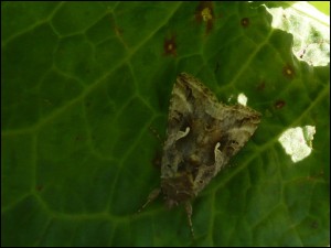 Noc - Autographa gamma 02.jpg