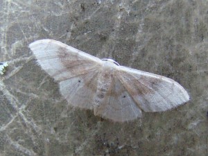 Idaea degeneraria.JPG