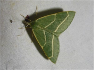 Geo - Hylaea fasciaria.jpg