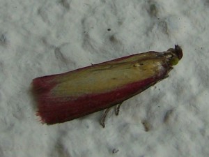 Oncocera semirubella-2.JPG