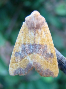 Atethmia centrago.JPG