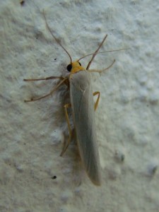 Eilema complana.JPG