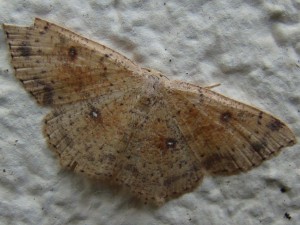 Cyclophora porata.JPG