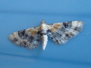 Eupithecia linariata.JPG