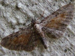 Eupithecia icterata.JPG