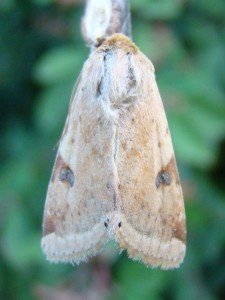 Heliothis peltigera.JPG