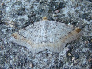 Macaria liturata.JPG