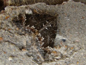 Chloroclysta truncata-4.JPG
